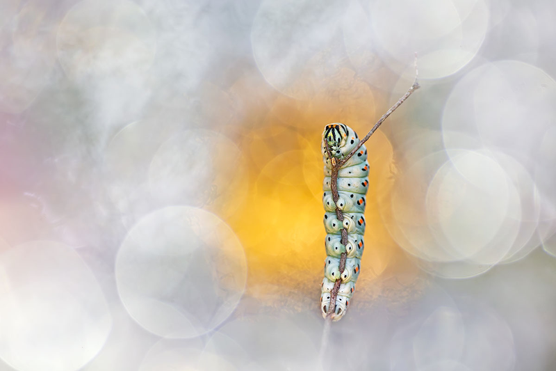 “Glamourpillar” seemingly places the caterpillar of a swallowtail butterfly on a stage without digital manipulation. This was a finalist, taken in Italy.